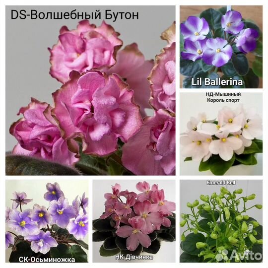 Фиалки (лист) Мини Полумини