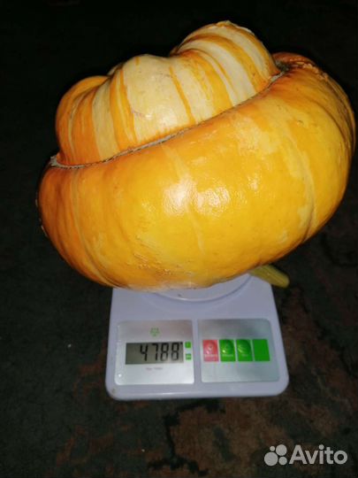 Семена Тыквы Турецкая чалма