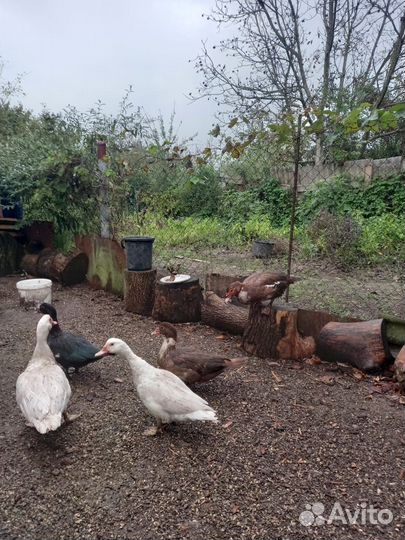 Домашние ути шипуны