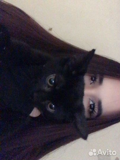 Котенок