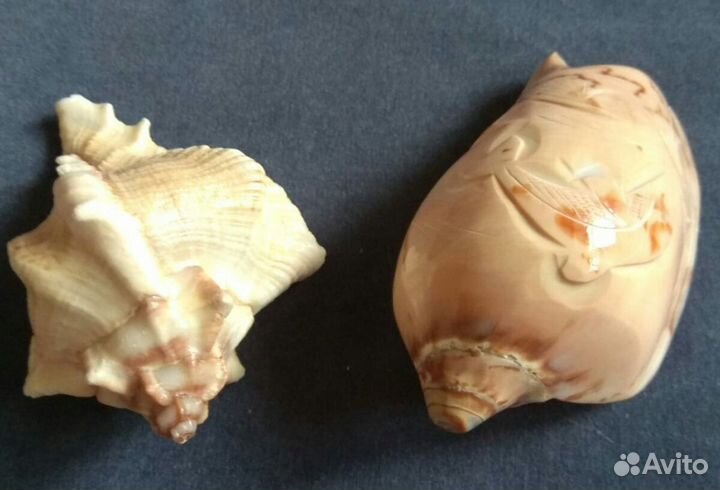 Две ракушки (комплект), полированные