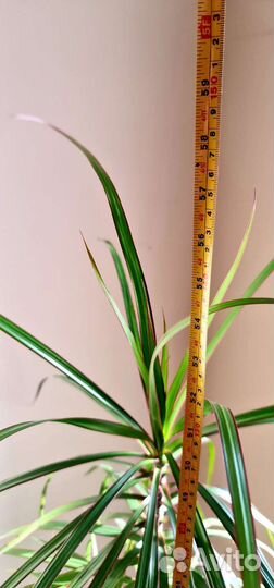 Пальма драцена в керамическом горшке