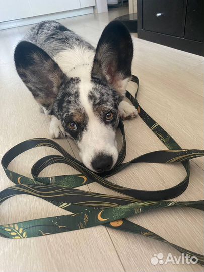 Ошейник и поводок