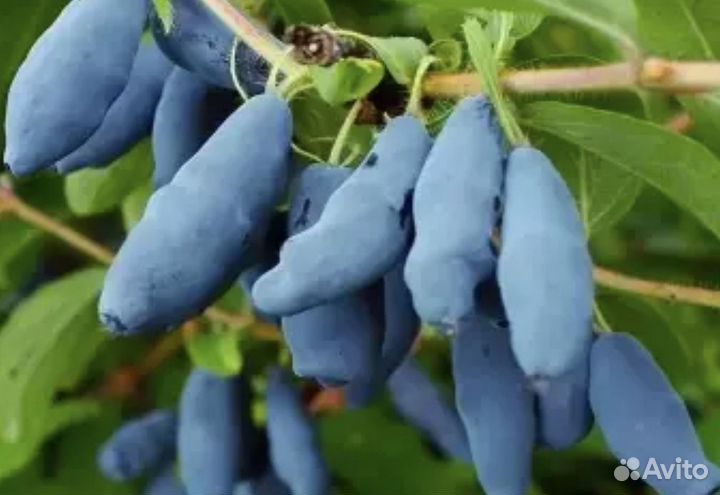 Жимолость Бакчарский великан