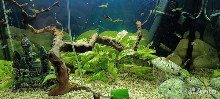 Рыбки гуппи анциструсы