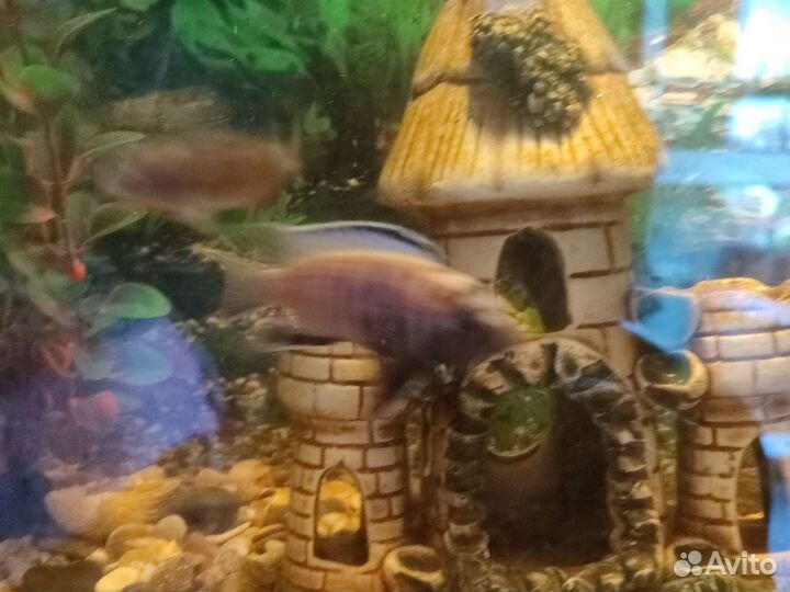 Рыбки цихлида