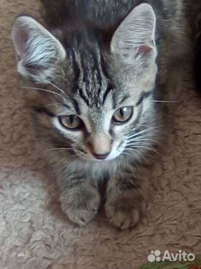 Котëнок
