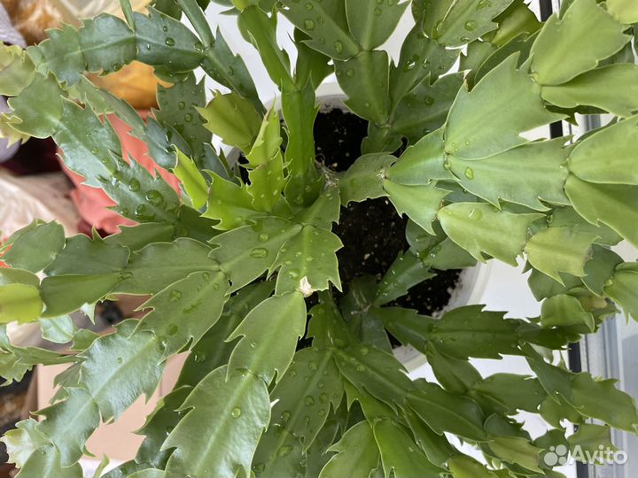 Декабрист белый