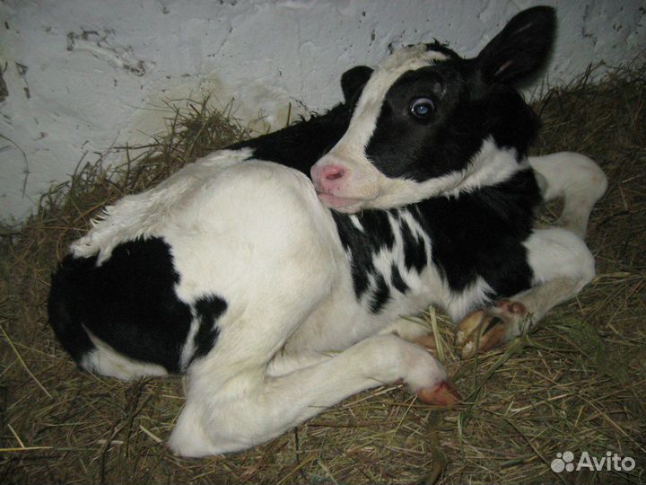 Бычки и телята