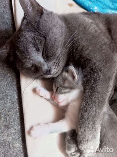 Котята в добрые руки бесплатно