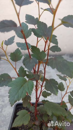 Пузыреплодник Литл Джокер