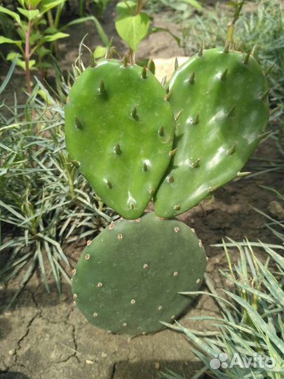 Кактус Опунция
