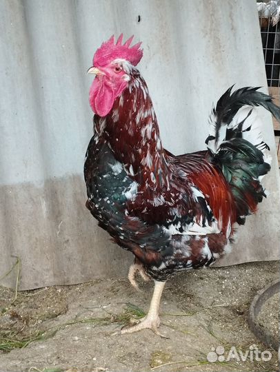 Породистые петухи и инкубационное яйцо