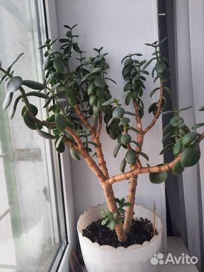 Денежное дерево большое