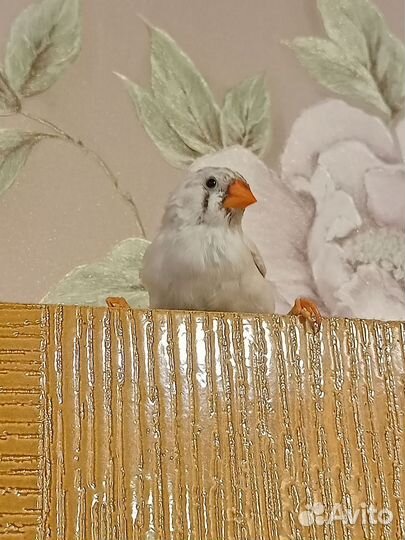 Зебровые амадины