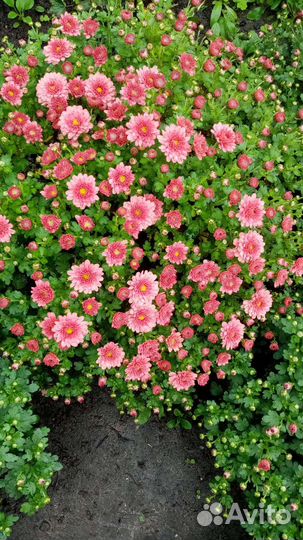 Укорененые черенки