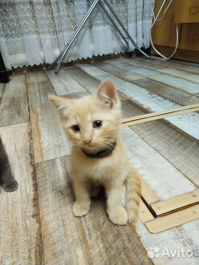 Котики. 2 месяца. День рождения 29.06.2024