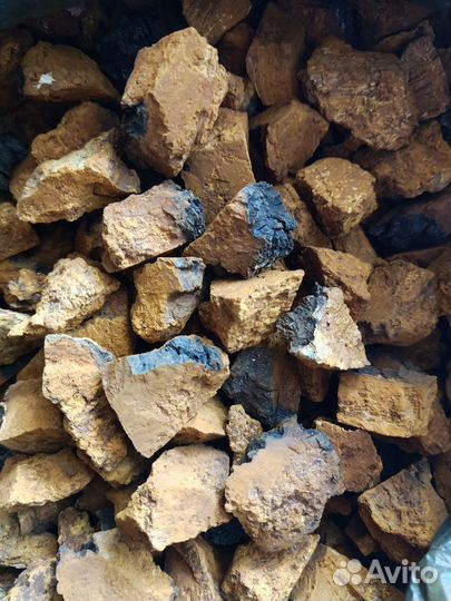 Березовый гриб чага