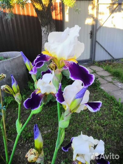 Ирисы бородатые