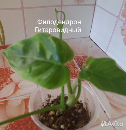 Филодендрон, сцендапсус, Строманта