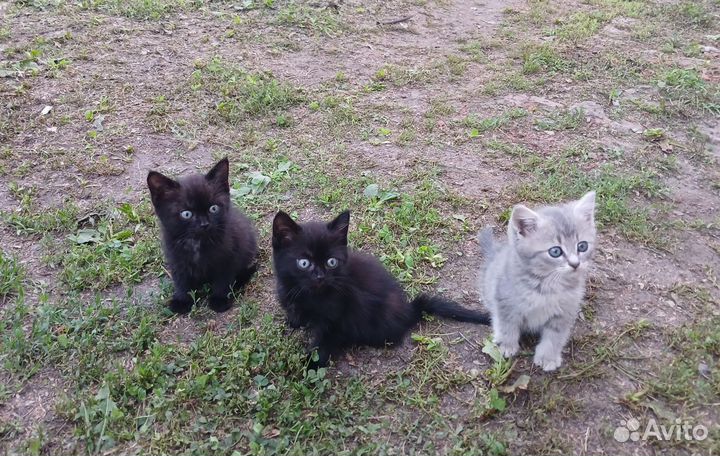 Котята в добрые руки бесплатно