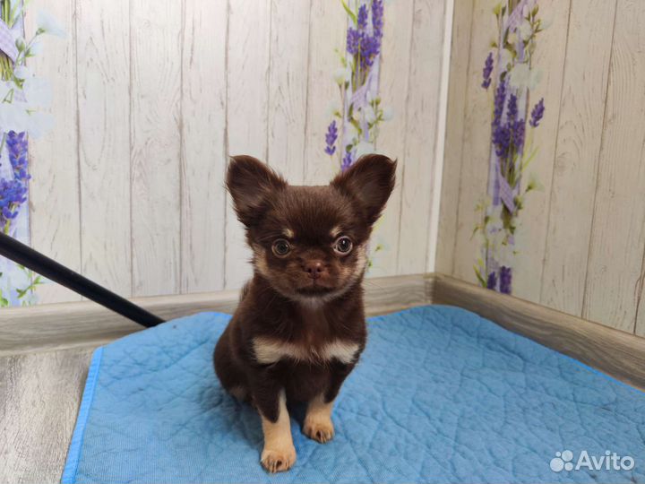 Продается чихуахуа