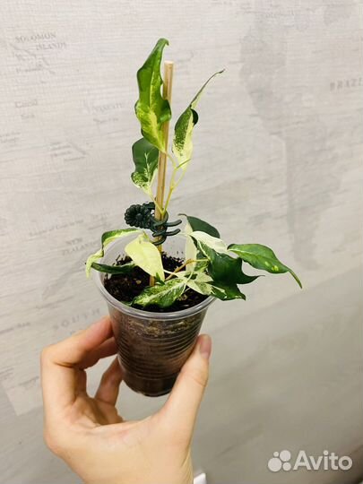 Фикус бенджамина Керли