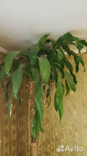 Пальма Юкка