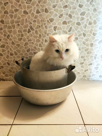 Котик бесплатно в добрые руки