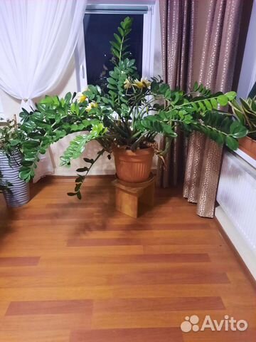 Замиокулькас