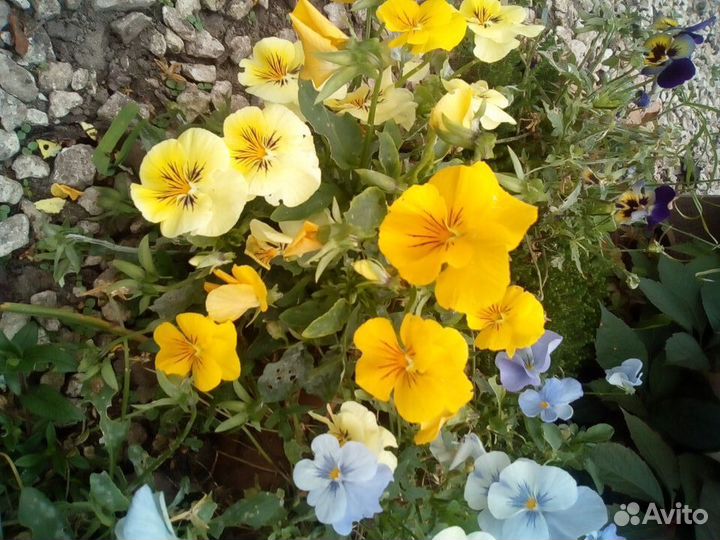 Многолетники, однолетники, ягоды, цветы, рассада