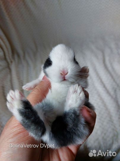 Мальчик в пестрых штанишках