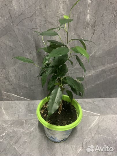 Комнатные растения