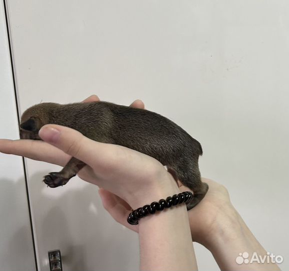 Щенки тойтерьер мини