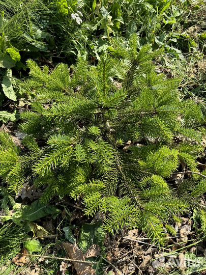 Пихта Abies 50 см Нидерландская