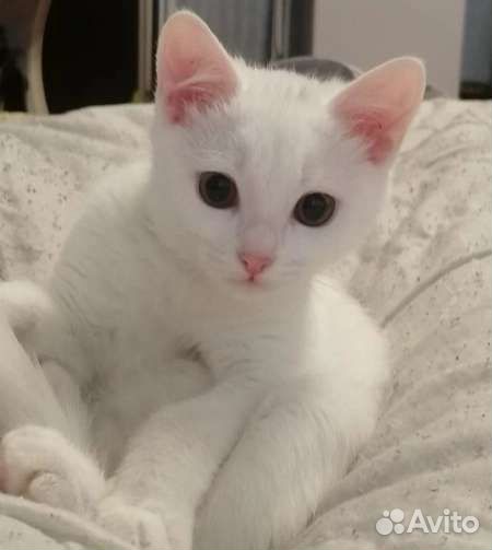 Кошки в добрые руки