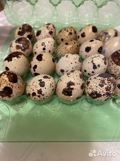 Яйца перепелиные