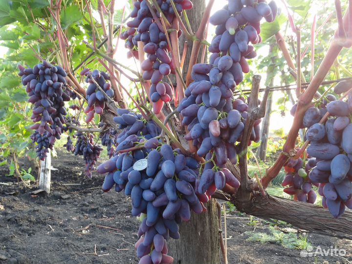Саженцы винограда