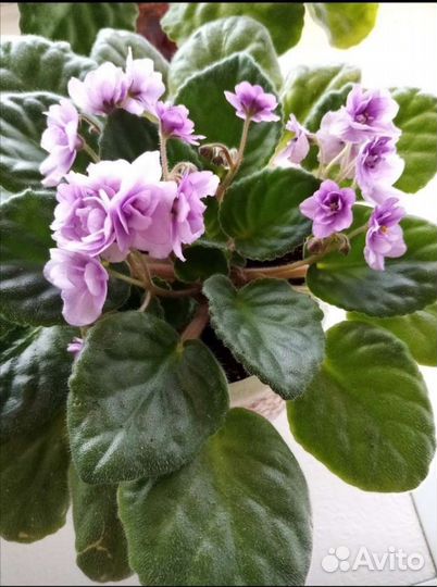 Цветущие фиалки