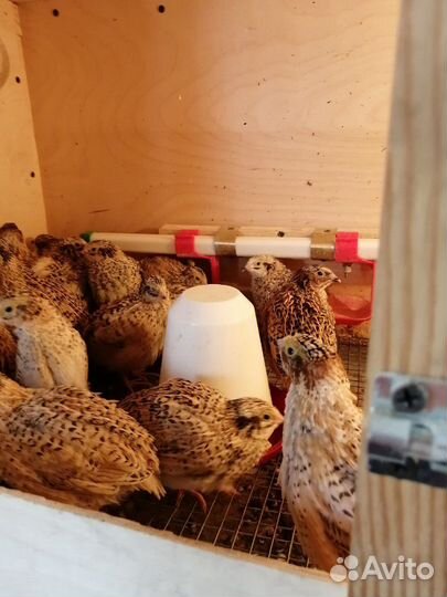 Инкубационное яйцо перепелов