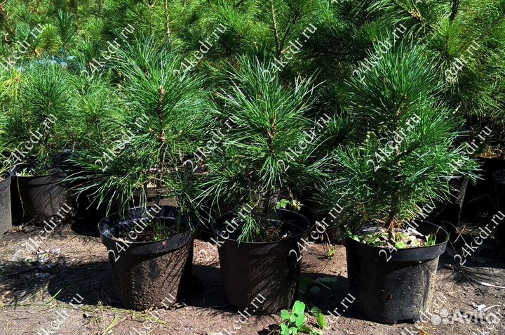 Саженцы сибирского кедра