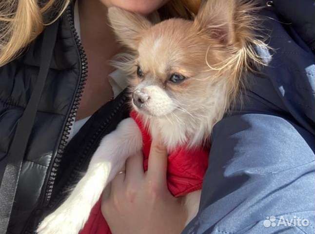 Кобель чихуахуа с голубым геном. Вязка