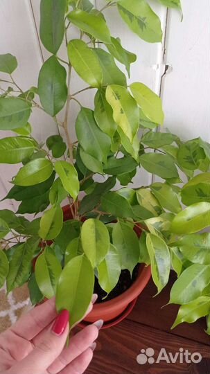 Фикус бенджамина