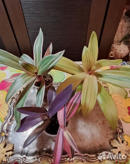 Традесканция, Рэо золотой и розовый, коллизия