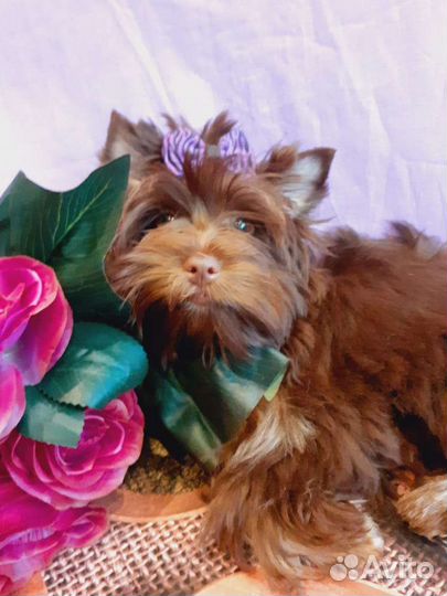 Шоколадный мальчик