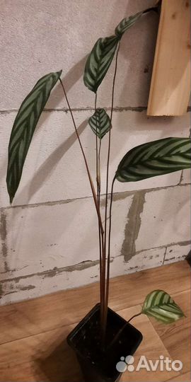 Калатея, фикус Бенжамина,Толстянка,монстера Манки