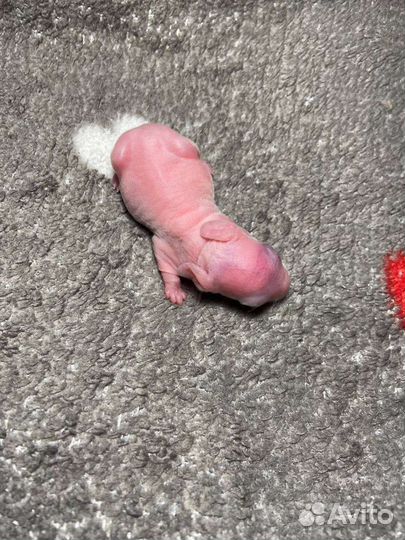 Декоративные кролики в добрые руки