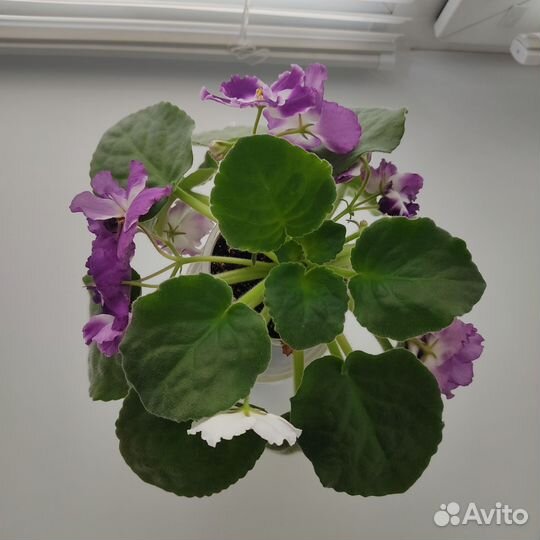 Фиалка цветущая