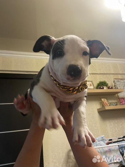 Ошейник для собак