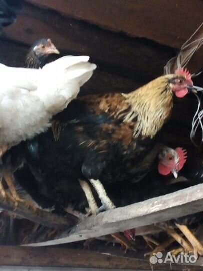 Куры молодки домашние